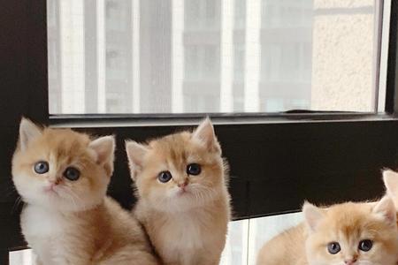 偶像猫咪属于金渐层什么色系