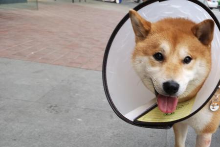 柴犬一天遛一次好吗