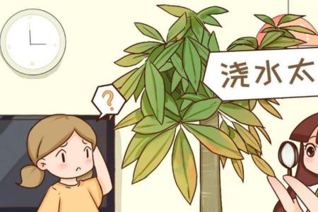 如何不用硼砂水浇水