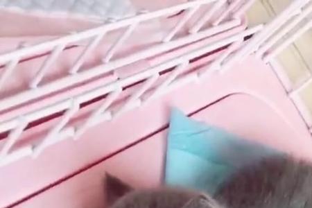 猫咪一直叫还蹭来蹭去什么意思