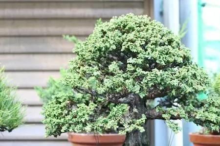 石化桧一年能长多少