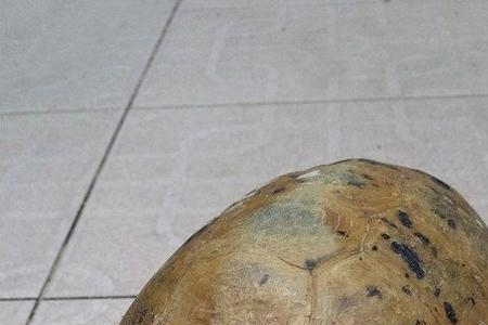 乌龟死的时候为什么会张口