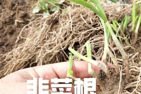 韭菜怎么分根发得快
