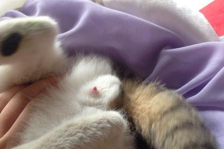 小猫没有母猫能活多久