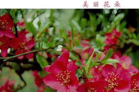 海棠花可以用花多多2号吗