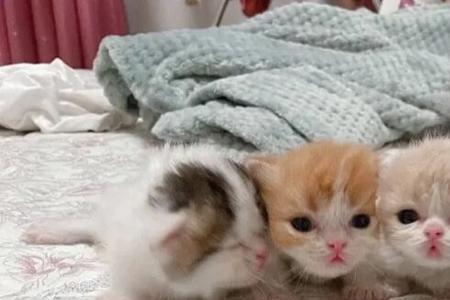 一窝猫咪出生品种一样吗