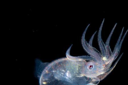 会蜇人海底里生物有哪些