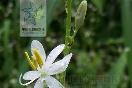 山韭菜有根吗