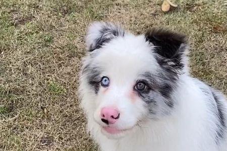 边牧幼犬的腿型