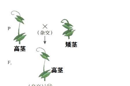 性状分离是什么