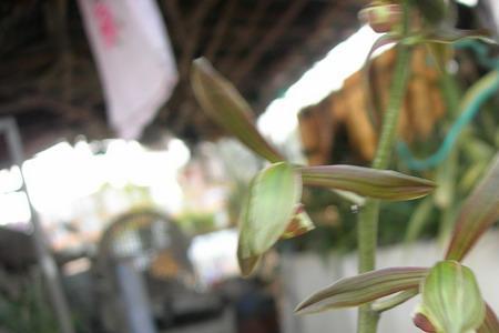 花斑兰的样子