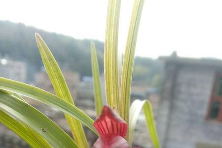 九香红兰花介绍
