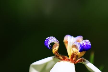 拍花摄影技巧