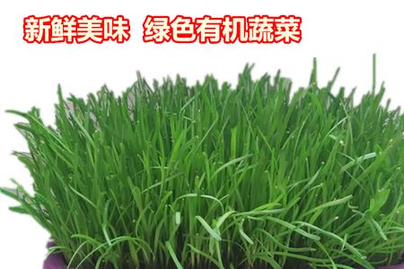 黄韭和绿韭有什么区别