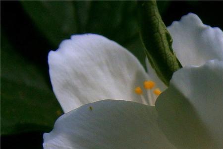 茉莉花引蛇