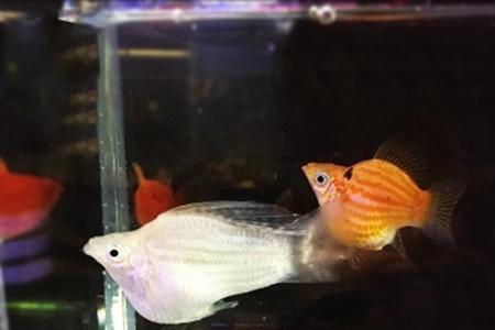 玛丽鱼可以和燕鱼混养吗