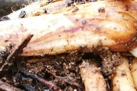兰根菌是什么菌种