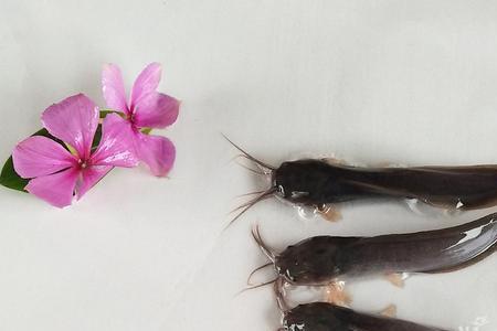 塘鲺角别名叫什么