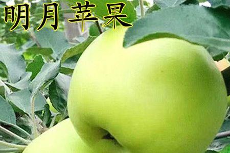 明月苹果的缺点