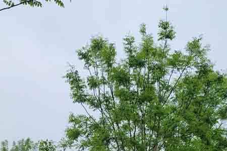 给国槐树什么时候施肥最好