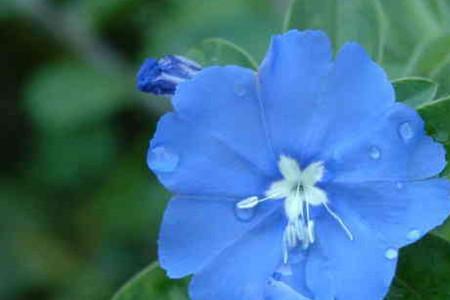 蓝风铃香花期