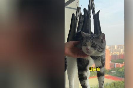 猫剪指甲的吊床好用吗