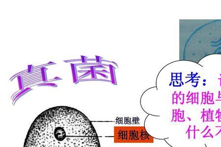 酵母菌的增殖方式