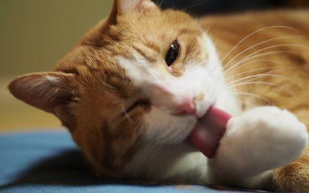 猫咪舔嘴巴咽口水是什么意思