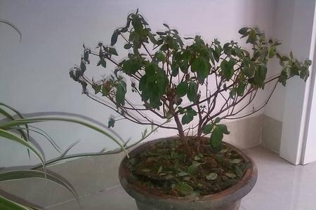 怎样让植物慢慢枯萎