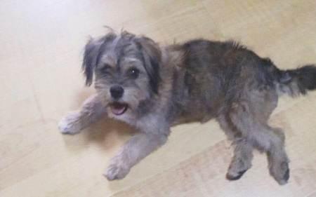 蝴蝶犬和雪纳瑞哪个大