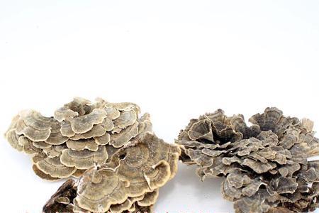 柞木灵芝与椴木灵芝谁好