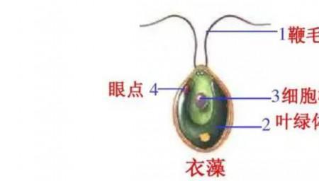 衣藻和绿藻的区别