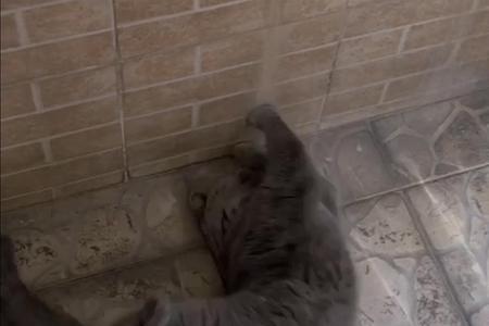 猫打滚蹭脑袋什么意思