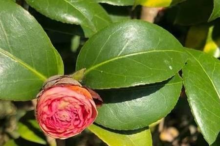 茶花最怕三种水