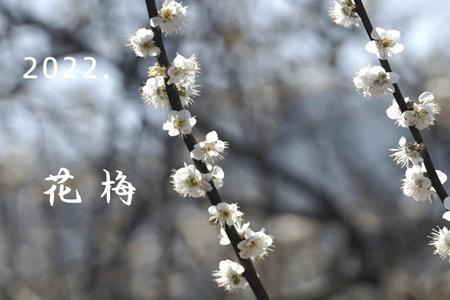 梅花与梅子区别