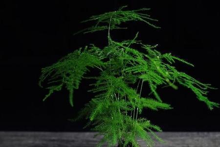事业单位可以给办公室买绿植吗