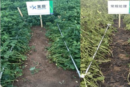 花生出苗后应喷什么杀菌剂