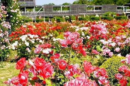 玫瑰花在24小时内什么时候开放