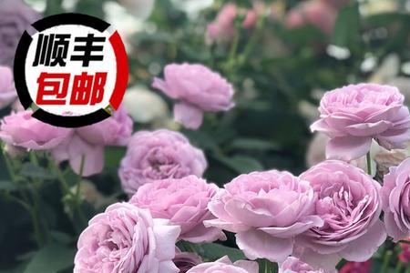蓝色风暴月季和蜻蜓月季的区别