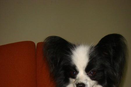 蝴蝶犬耳朵毛多久长长