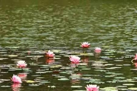 冰清玉洁可以形容水吗
