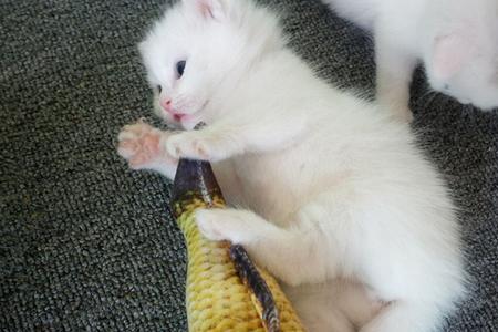 猫薄荷鱼适合多大的猫
