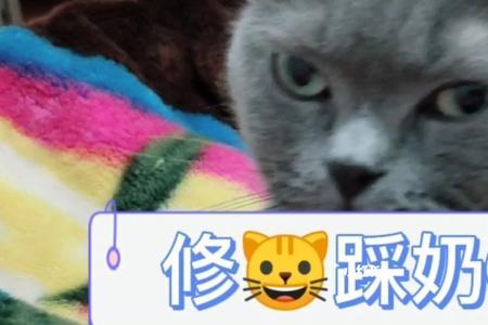 为什么猫咪踩奶特别凶