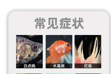 锦鲤身上有鱼虱子怎么办