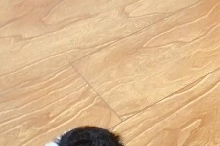 灰泰迪配灰白花出什么颜色