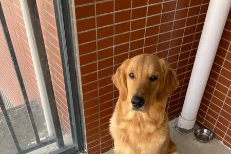 四个月的狗能吃大米饭么