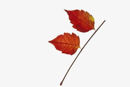 红花和黄花枫叶可以做什么标本