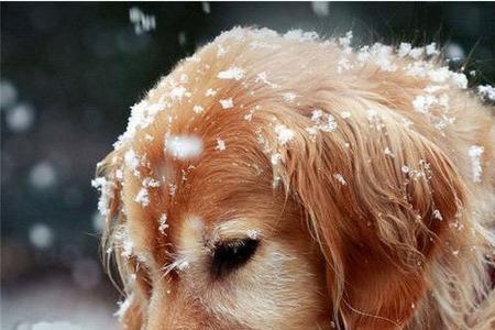 金毛犬适合温度