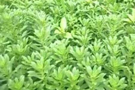 植物三七的防蚊妙用