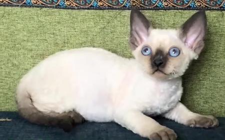 德文卷毛猫该不该穿衣服